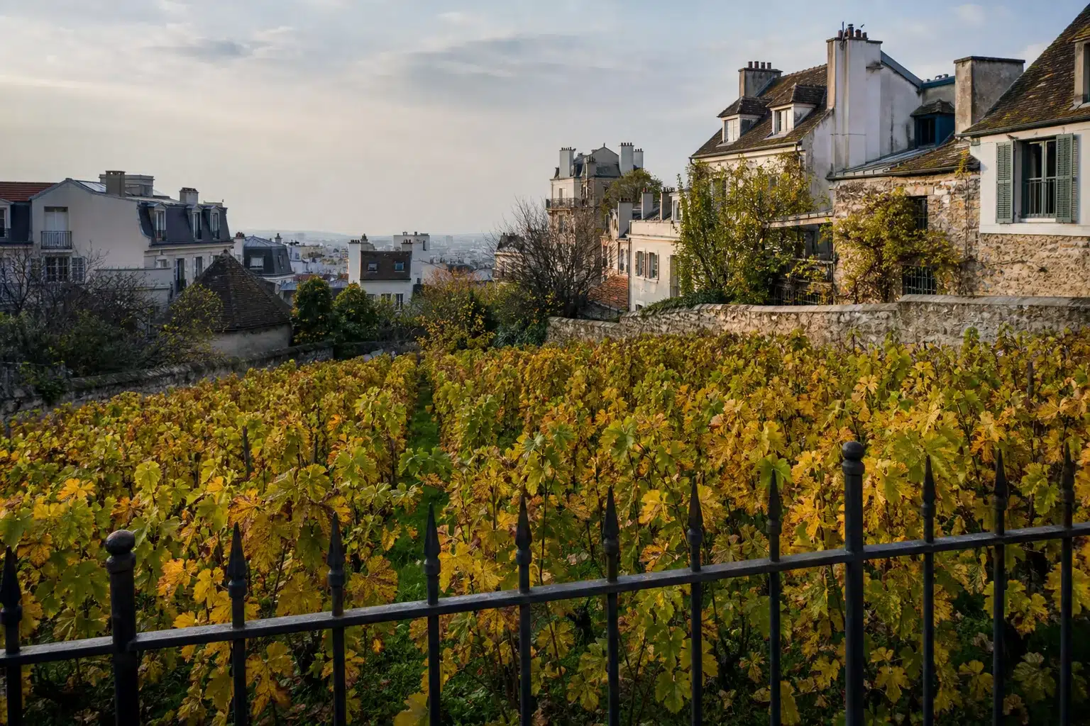 Clos Montmartre vines and hillside homes